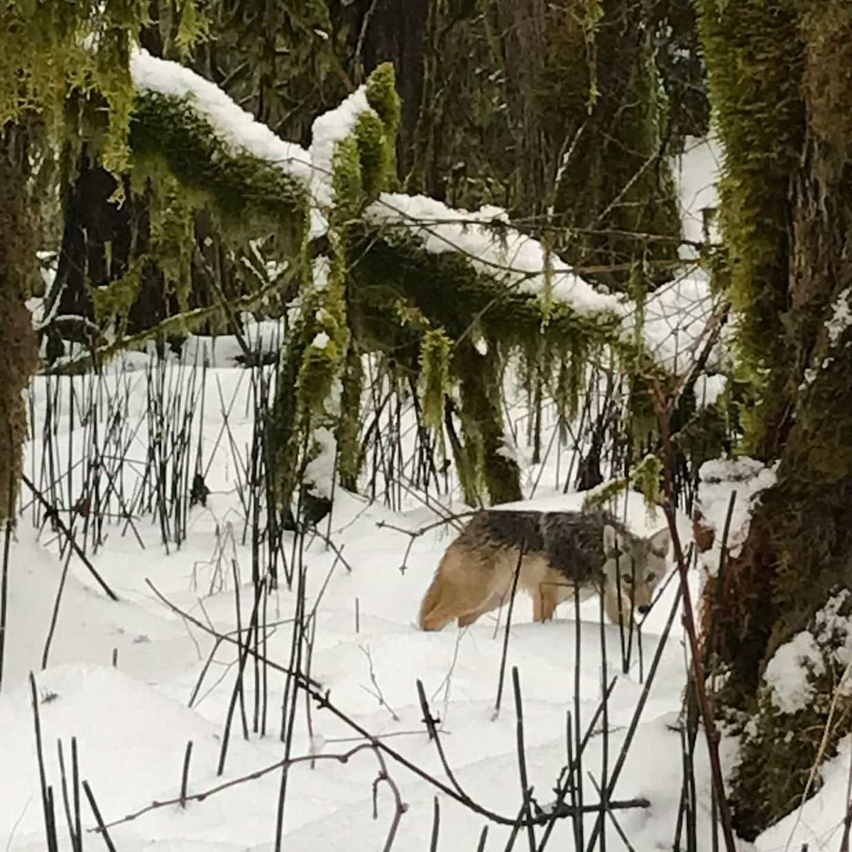 Cheakamus Centre tweet media