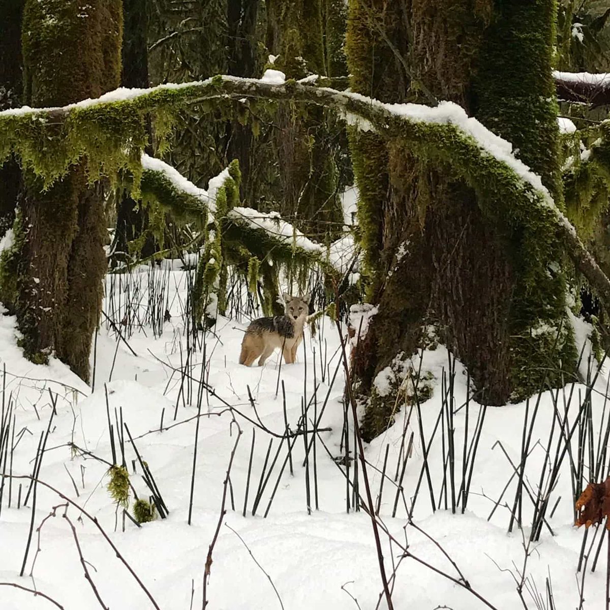 Cheakamus Centre tweet media