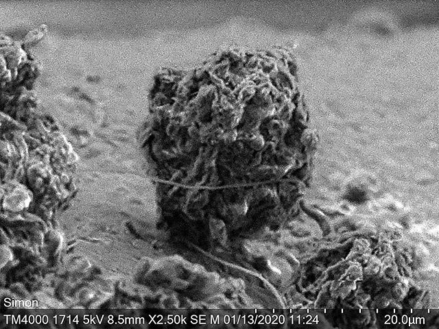 elaket's tweet photo. Recently I had a wonderful opportunity to play with a tabletop scanning electron microscope at mitmuseum. You’re looking at a #soredium from a species of #lichen — #RamalinaFarinacea. Lichens are a mutualism between a fungus and a photobiont, where the fungus protects the algal https://t.co/SVEH81GNQI
