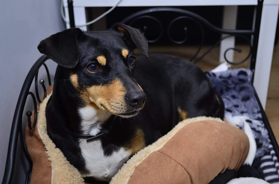 The_Animal_Team's tweet photo. #Lola went #missing on 10/10/19 from #Sawbridgeworth #Spellbrook #CM21 area, #Herts. https://t.co/fealUKWPqW https://t.co/nsgqEnn4QX