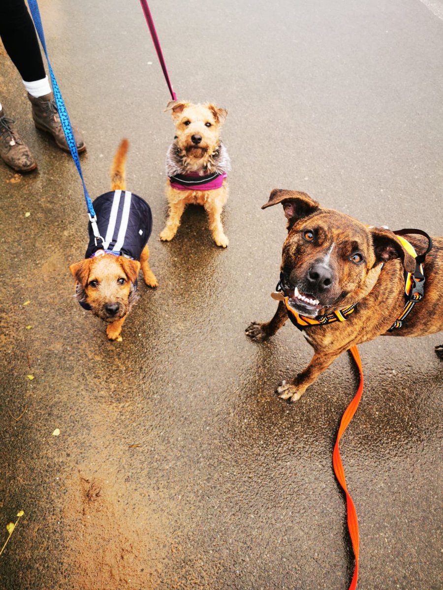 Ruby & Murphy 🐾 tweet media