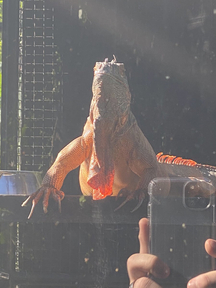 magicmorn1041's tweet image. So like we did THIS thing in the jungle. #livefunner #LIVEfromSandals #SoOchi