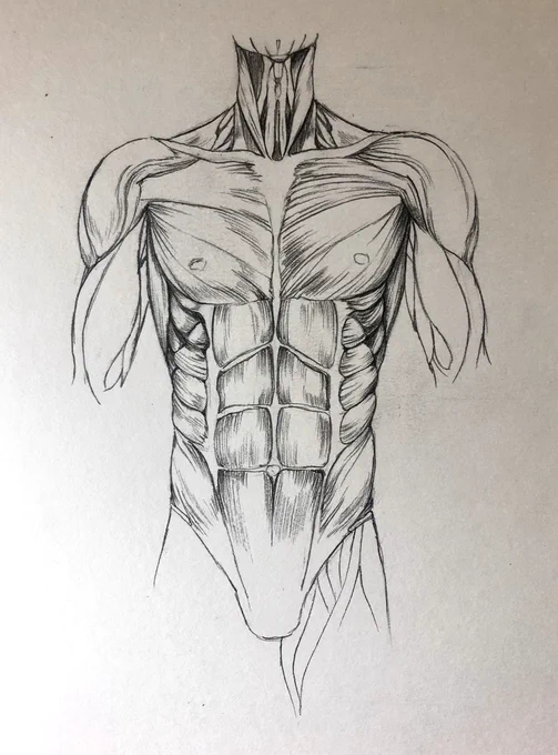 #anatomy #美術解剖学 