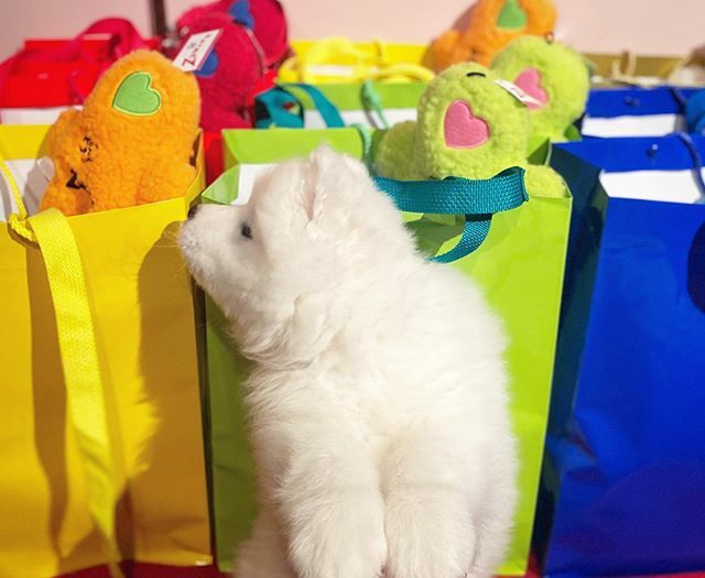 Free puppy with every gift bag purchase! 🤣🛍🧸