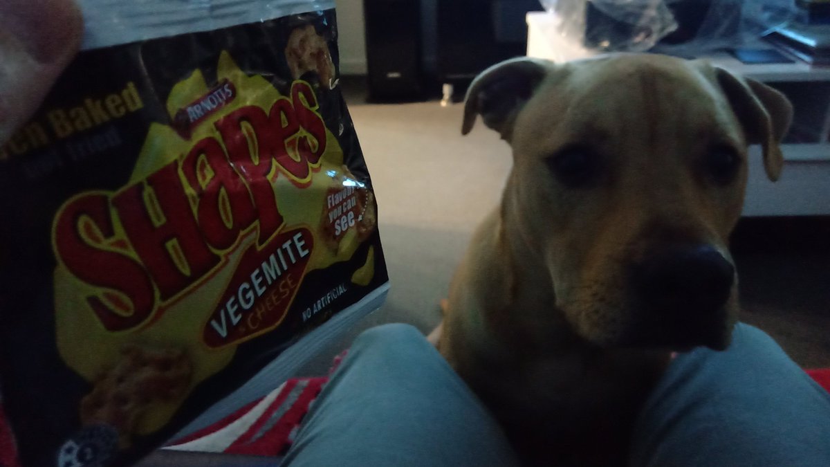 Enjoying our Vegemite Shapes over the Australia Day weekend! #staffy #staffie #australiaday2020 🐾 ♥