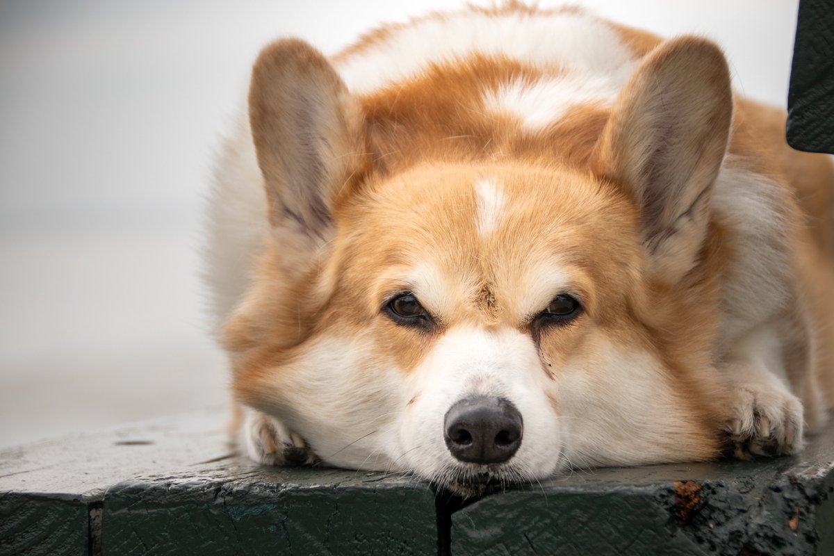 Russ the BlizzCorgi tweet media