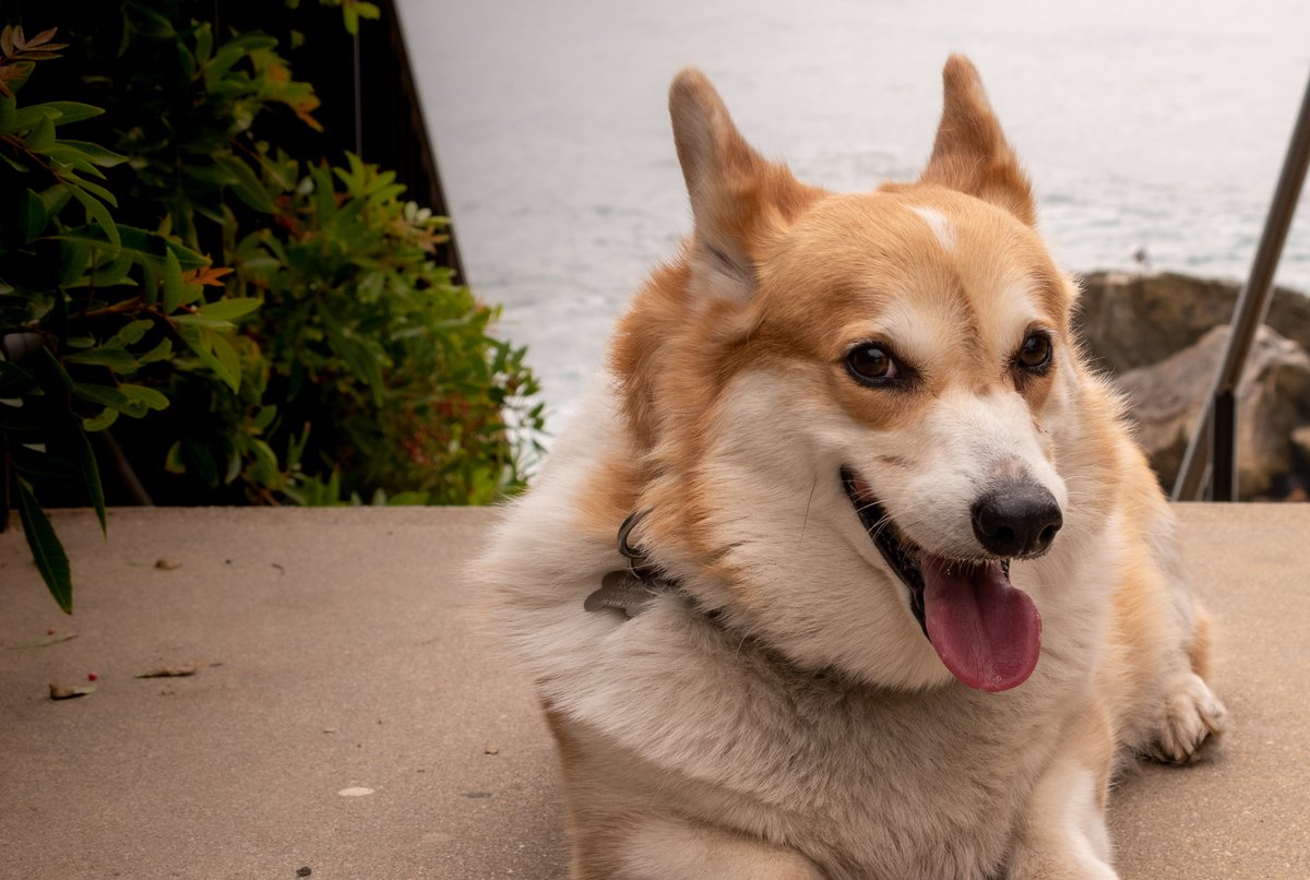Russ the BlizzCorgi tweet media