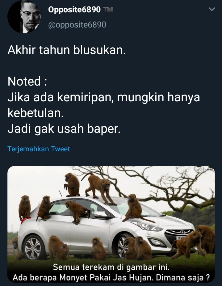 photo Monyet Pakai Jas Hujan Gambar twitter