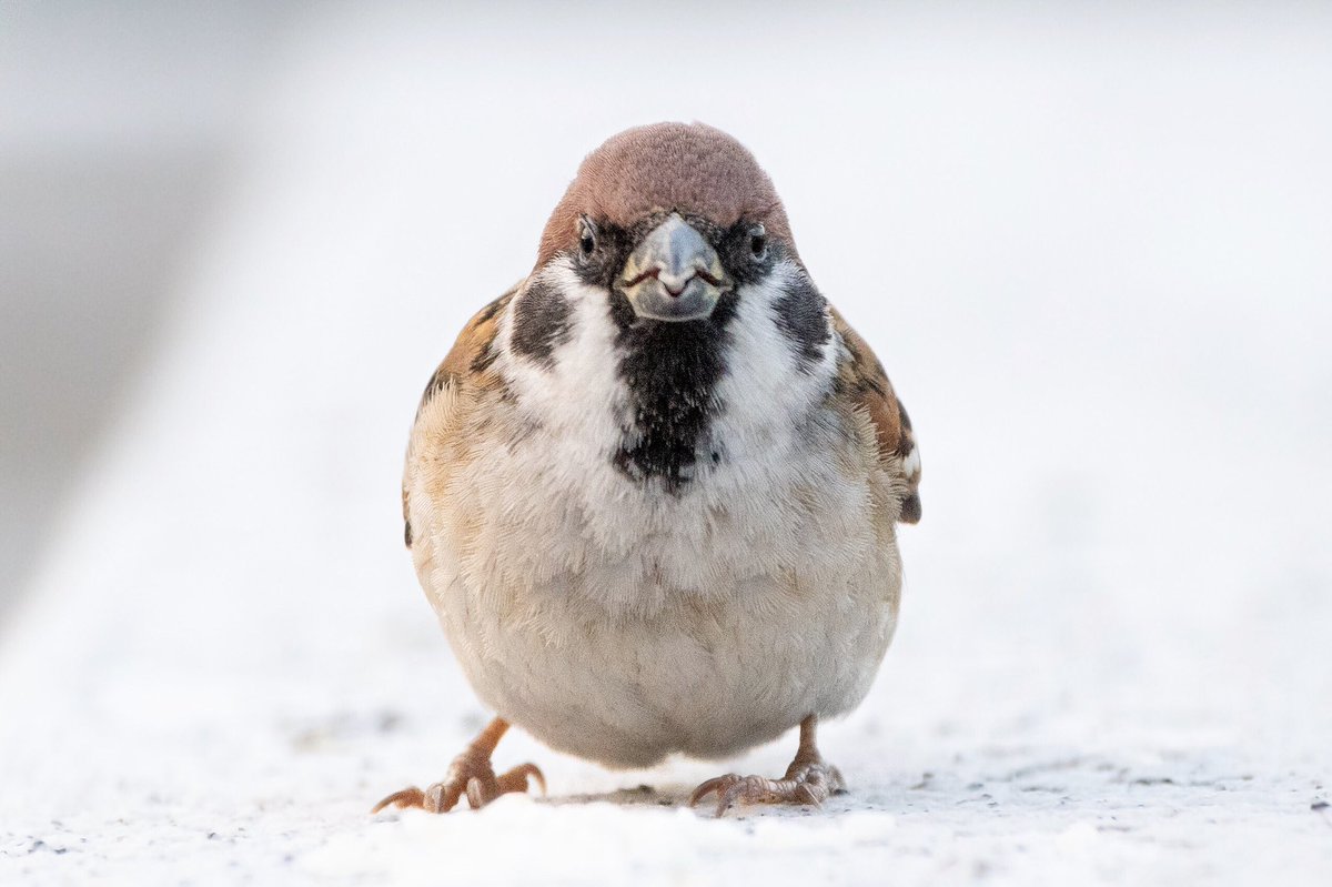ট ইট র Biggate4444 スズメ撮る人 スズメさんの正面の顔好きです スズメ すずめ スズメ観測 ちゅん活 Sparrow 鳥 野鳥 野鳥撮影 野鳥写真 Pentax