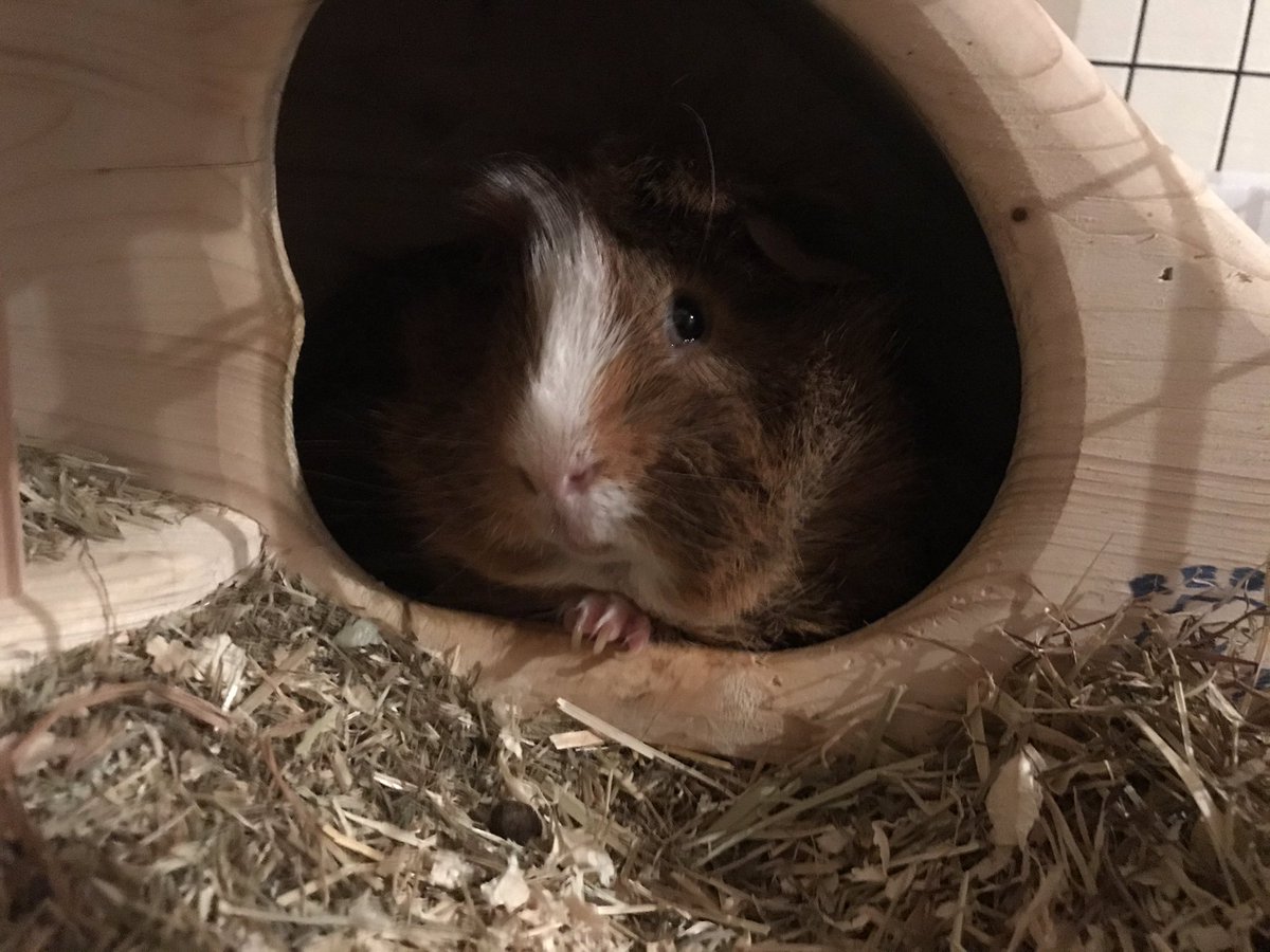 Jade12011448's tweet photo. So unreasonably cute π#guineapig #Ernie #Sassy #abbitude https://t.co/yt96mnojfI