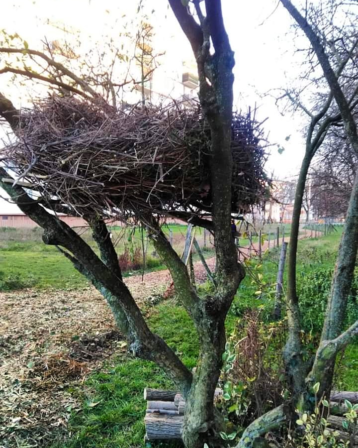 ChangeonsE's tweet photo. Un nid de cigogne a été découvert par un habitant du quartier des Malassis à Bagnolet ce dimanche matin. #bergeriedesmalassis #bagnolet #villedebagnolet https://t.co/nn665TDGSz