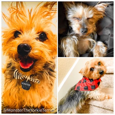 monsterschoo's tweet photo. #NewProfilePic https://t.co/zXvC2QnbeY