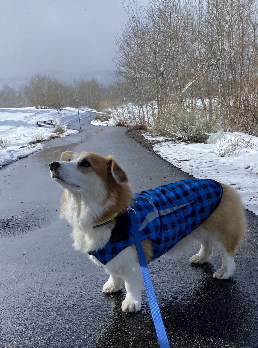 Stroll on a snowy Sunday #blueparka #fashun #corgination #corgisofinsta #corgi #sundayfunday 🐶 🌨                                         instagram.com/p/B7zciyJpbuJ/…