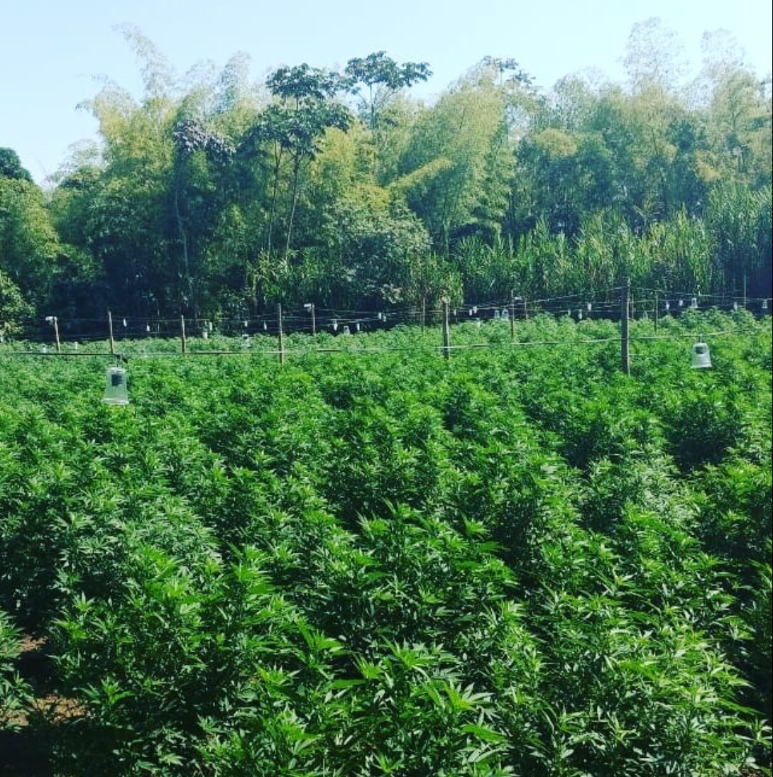 Borngreen3's tweet photo. trabajó en corinto cauca Con el objetivo de entender la relacion costo beneficio de cultivar con fertilizantes born Green productos especializados en cannabis y cambiar la mentalidad de cultivo hacia una mejor practica de hacerlo es invertir en su futuro. https://t.co/3RVS7Oxiuz