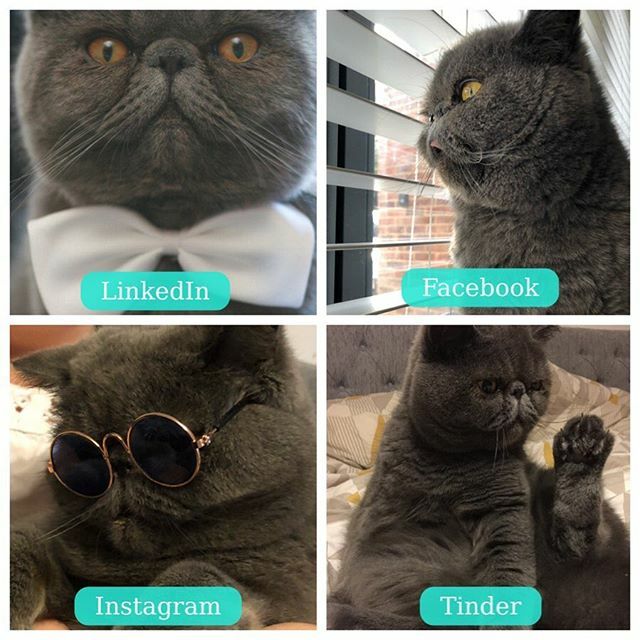 Aloha_Popoki's tweet photo. #dollypartonchallenge #dollypartonchallengecat https://t.co/aFTG4xeVWx https://t.co/7BKVsrrdwG