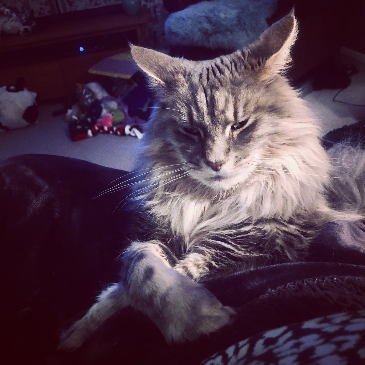 DouglastheBT1's tweet photo. My fur brother wants to tell me a story but it is late and he does tell spooky tales so..?! 😱👽👹😧mwoahahaha #spookycat #catsofinstagram #mainecoon #maincoonsofinstagram #CatsOfTwitter https://t.co/QAOYupKmJR