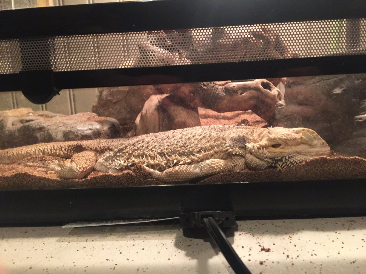 Aurynn_OrOut's tweet photo. He takes after his mother ☺️💕 #BigNaps https://t.co/WyZgVx6e0u