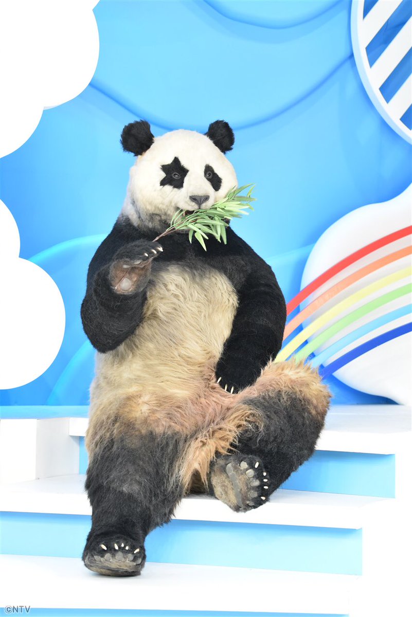 パンダ 🐼✨ちょい悪でマイペースなパンダ #星星 (セイセイ)の新コーナー
