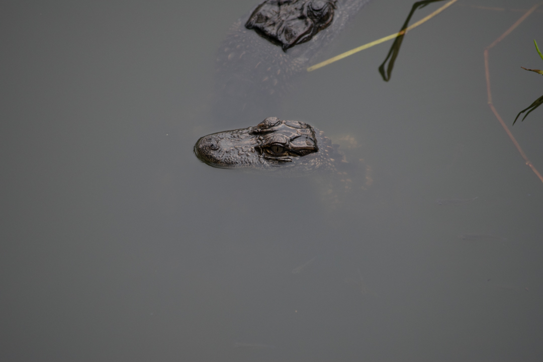Found a yearling American Alligator enjoying the company of its older sibling. 😊 -Naturalist Cohen