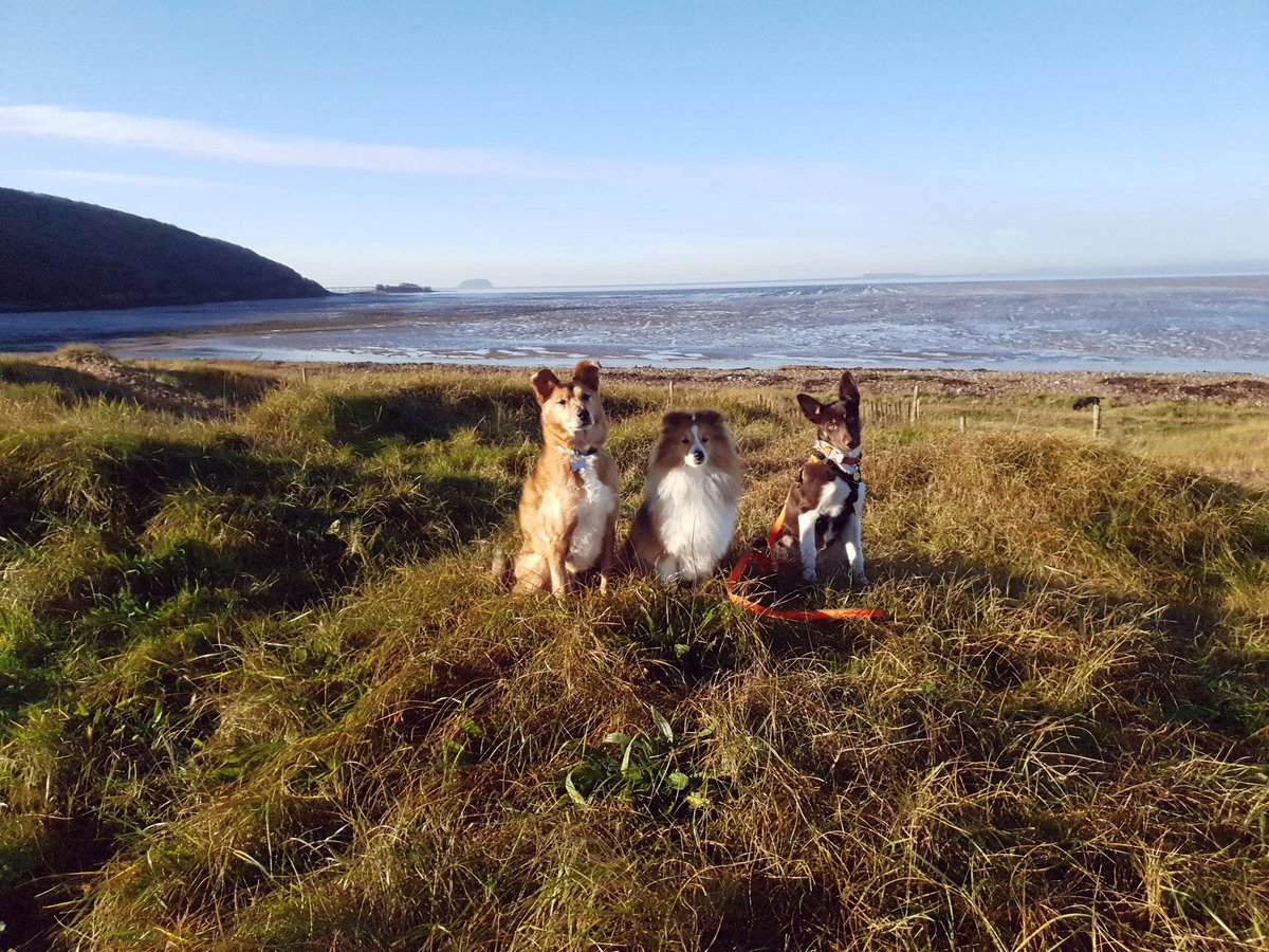 danni1406's tweet photo. @rickygervais Weston-super-Mare, North Somerset. This is Copper 13 yrs, Ginny 3yrs and Tika 4 months enjoying a walk on Sand Bay. https://t.co/S93LNtHYJ0