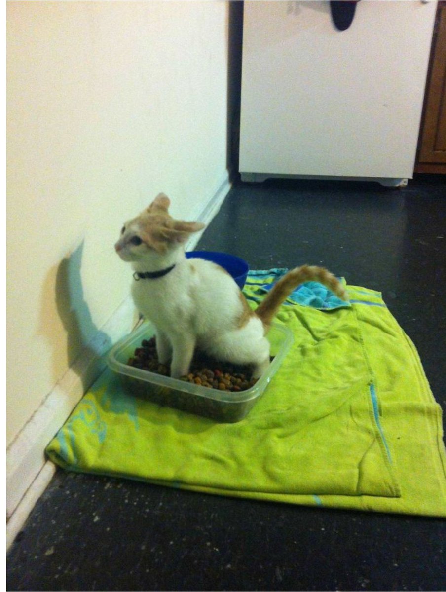 SemperFiComic's tweet image. Adding a little something to the dogs food.
#CatChefs