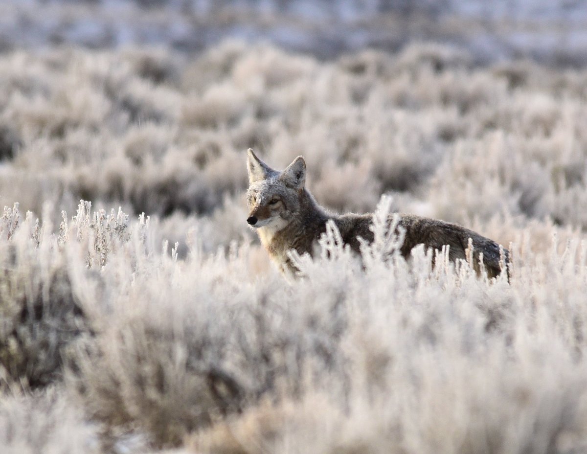coyote with snow on face in a snow-covered sagebrush