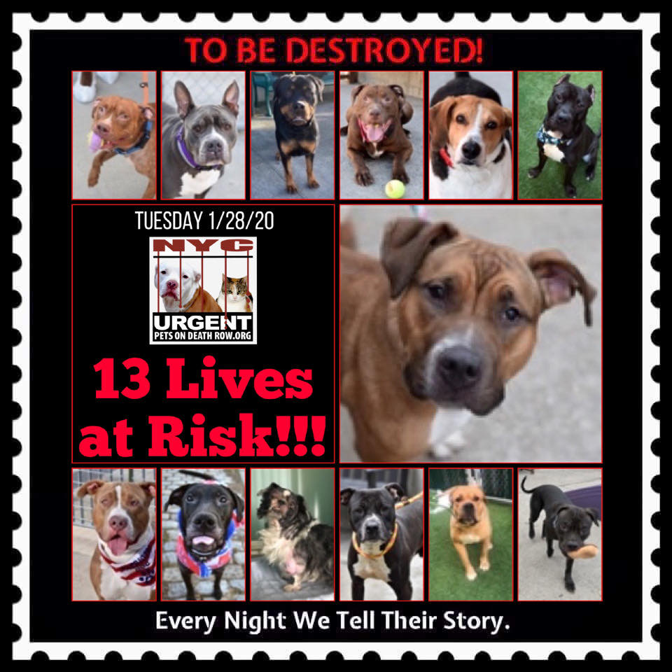 Urgent Death Row Dog on Twitter: Urgent Death Row Dog on Twitter:
