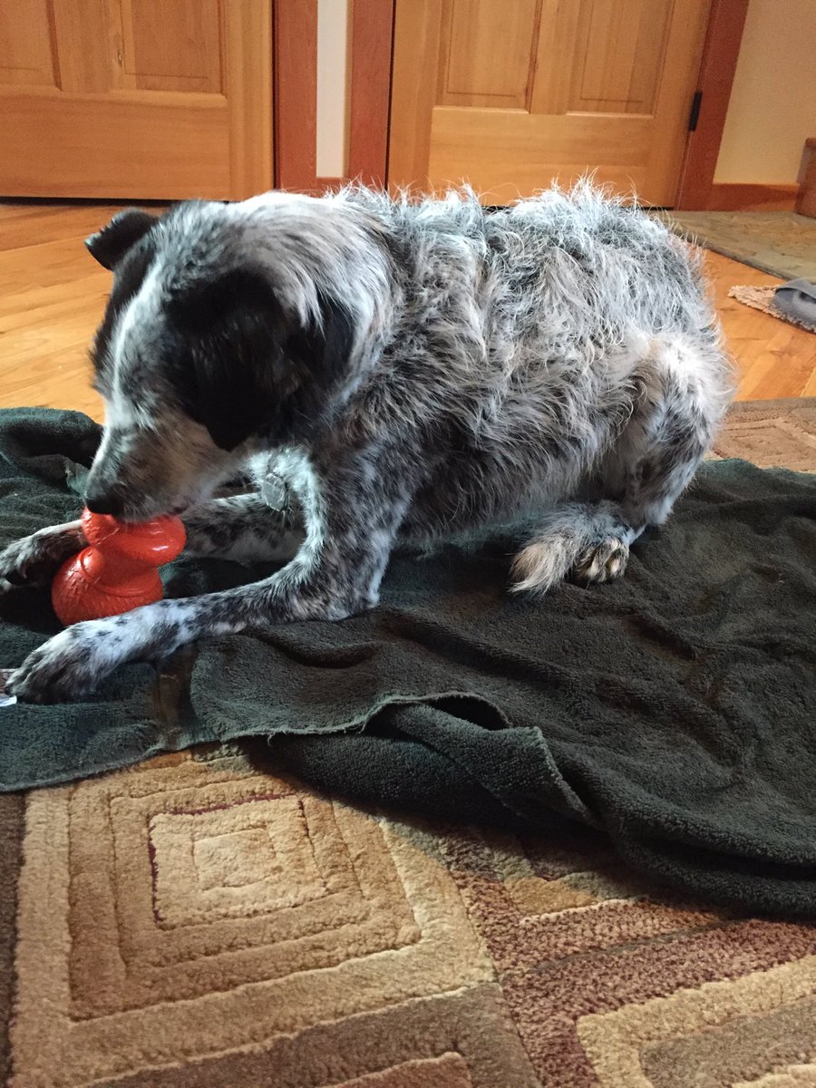 yycjake's tweet photo. Bath days come around so quickly, but when you have a treat waiting for you at home afterwards it’s not so bad 🛁 🧼 🐶 https://t.co/FUPgKnPIwq