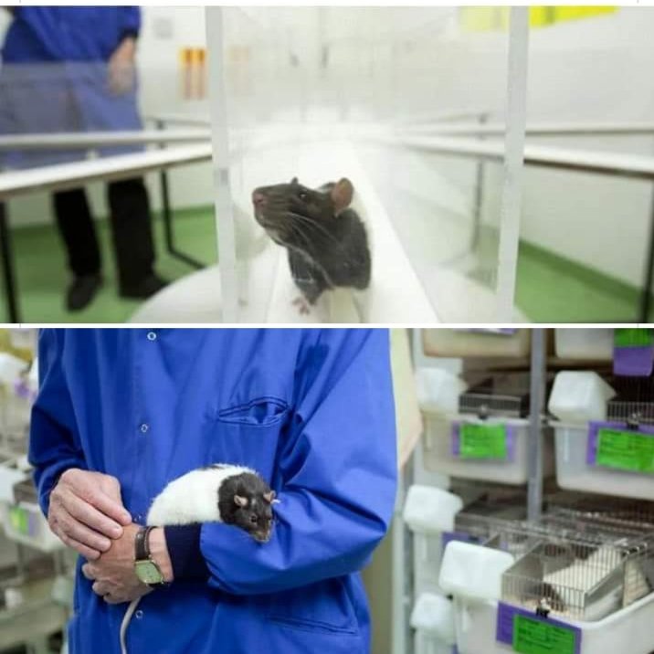 CardiffARG's tweet photo. Do you work in Cardiff University or any other Welsh animal testing facility? Do you work with animals trapped in labs? 
Sick of seeing their suffering? Contact us in confidence.
Do the right thing - Blow the whistle.
#CardiffUniversity #animaltesting #Wales #CardiffAnimalRights https://t.co/oGWkuBJbAD