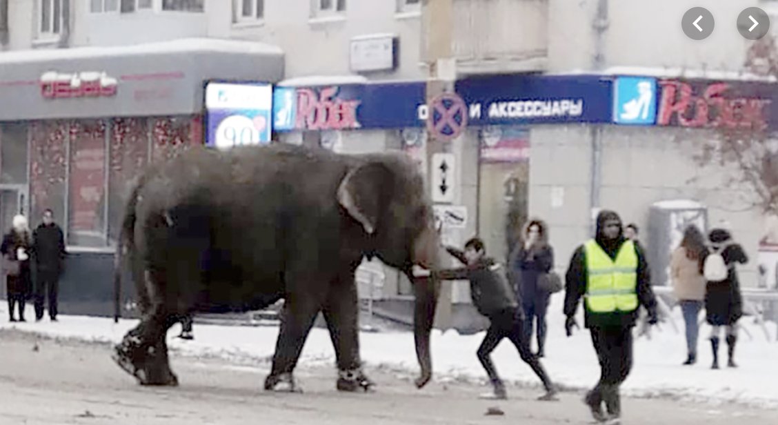 Circus came to downtown eKaterinburg, Russia, our #SanJose <a href="/sistercityintl/">sistercityintl</a> when 2 elephants escaped for fun in the snow ...
