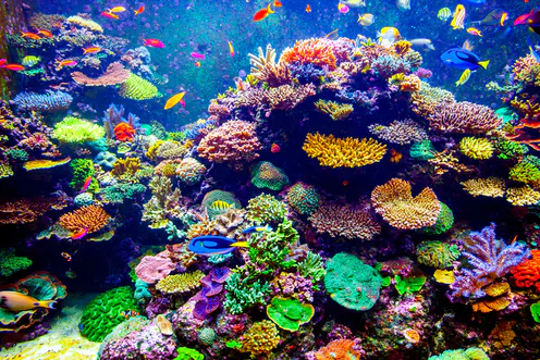 karla_lu23's tweet photo. To start off, biodiversity matters because just look at this beauty. Without biodiversity, it would never exist.
#coralreef #biodiversityvalue #ees028 https://t.co/h5lU9o2c0B