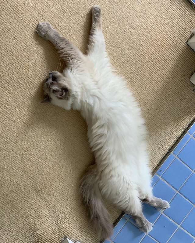 GigiandJazz's tweet photo. I missed you too 😍😍
.
.
.
#ragdollsofinstagram #ragdollsofinsta #ragdolls #bluepointragdoll #caturday #caturdaycuties #catmeowdels #catlover https://t.co/IePJw3eZKV https://t.co/xTZwiBgF7y