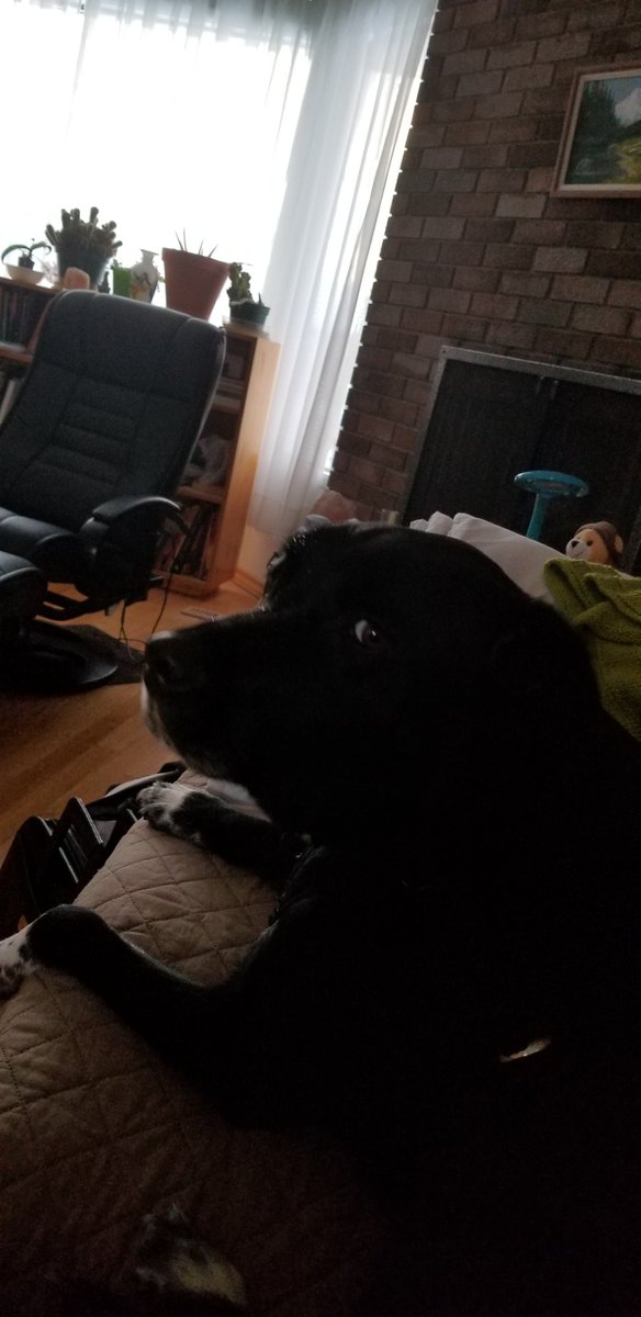 KerryAtkinson2's tweet photo. This is the face of innocence.
#whoamIkidding #shesawesome #needstraining https://t.co/i91cJuyJJN