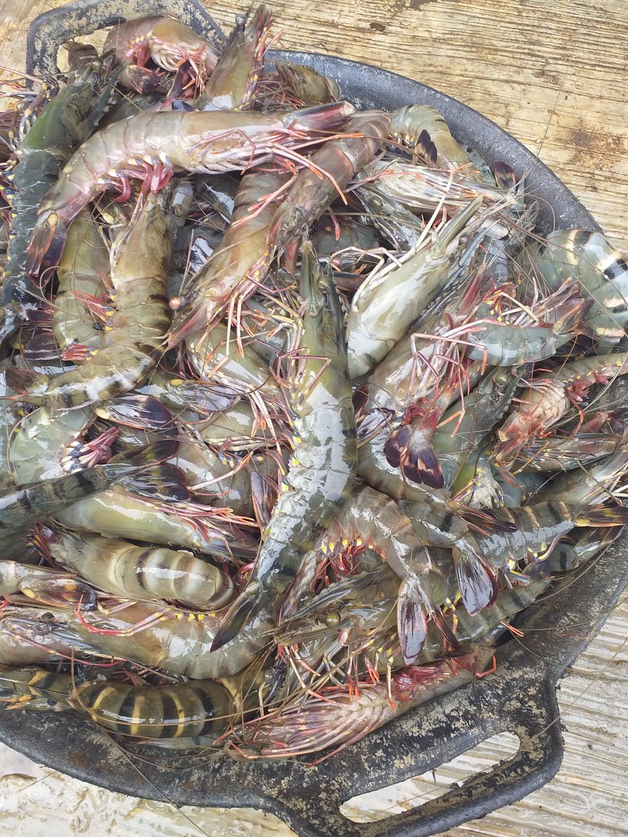 AgusMardhani's tweet photo. @kkpgoid @HumasBKIPM @DitjenPRL @brsdm_kp @Ditjen_PDSPKP @humaspsdkp @djpt_kkp @ITJEN_KKP @BudidayaKKP Masak udang https://t.co/no8EYcSHhi
