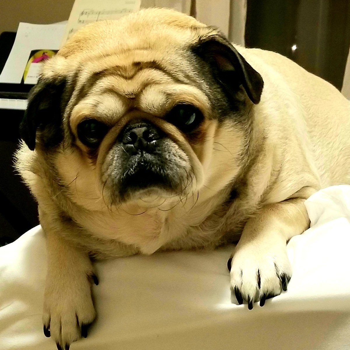 PugglesM's tweet photo. Nursing the sick humans around here is tough work, go away flu bug! https://t.co/jLJhpunDk3