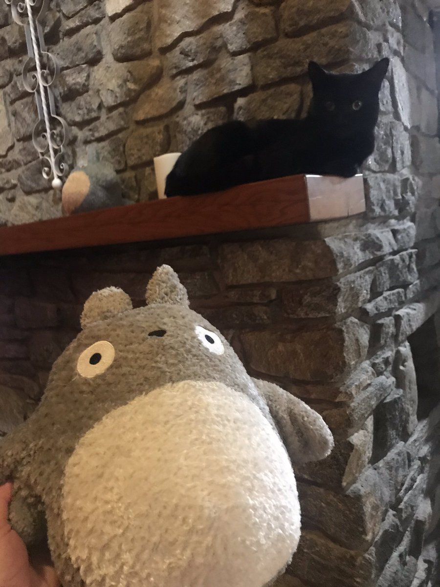 Zuko knocked down my Totoro so he could sit in its place. He wants to make sure we know what cute really is...as he looks down on us from his high throne.