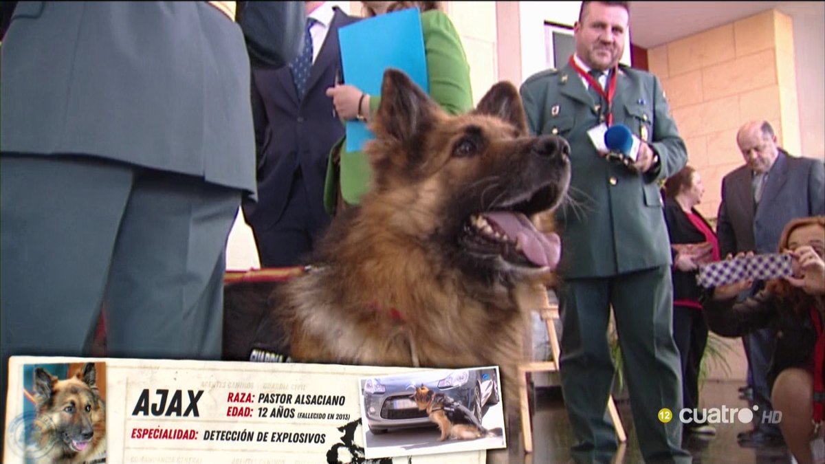 navedelmisterio's tweet photo. Ajax, un pastor alsaciano, detectó en 2009 una bomba lapa adosada a un coche aparcado frente a un cuartel de la Guardia Civil #CuartoMilenio https://t.co/hpBdH8gJQ8