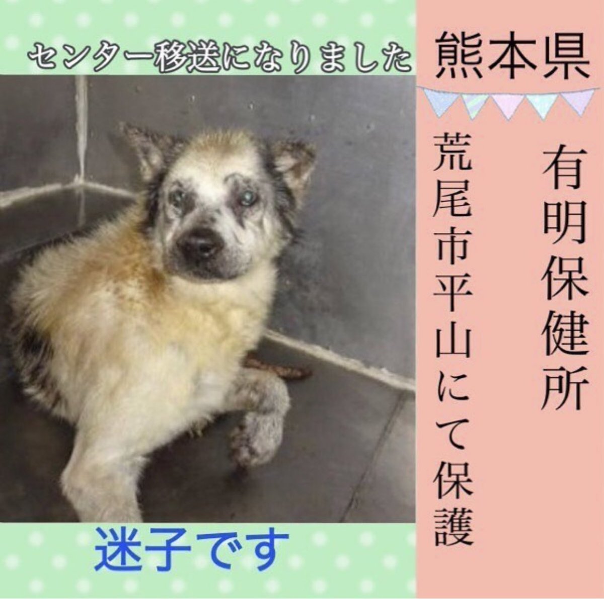 動物虐待の大牟田市 こんにちは ご苦労樣です 御存じと思いますが 熊本県は 基本的に殺処分はゼロです 交通事故にあって助かる見込みがない場言いは 殺処分したそうですが 大牟田市はゼロです