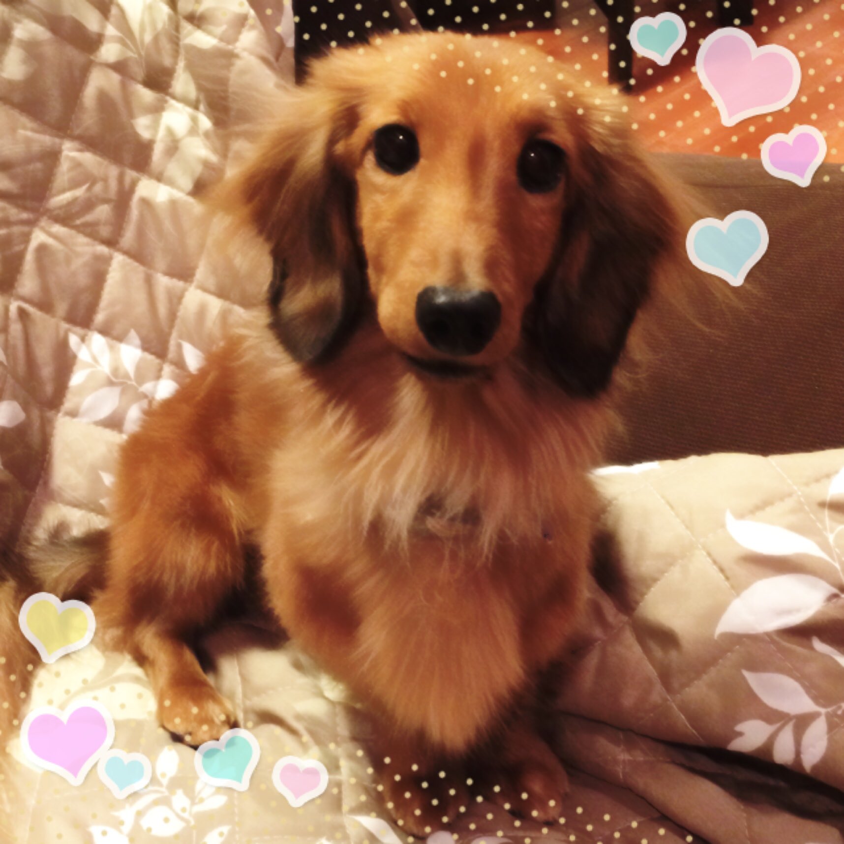 ろざぽ Ro B鯖 Decopicがお亡くなりになって 後継アプリを探す旅に出たんだけど ありとあらゆるデコ系カメラ系のめぼしい物をdlした挙句出た答えがline Cameraだった 操作性が1番似てる ٩ ۶ T Co Lpbmmm0kbh Twitter