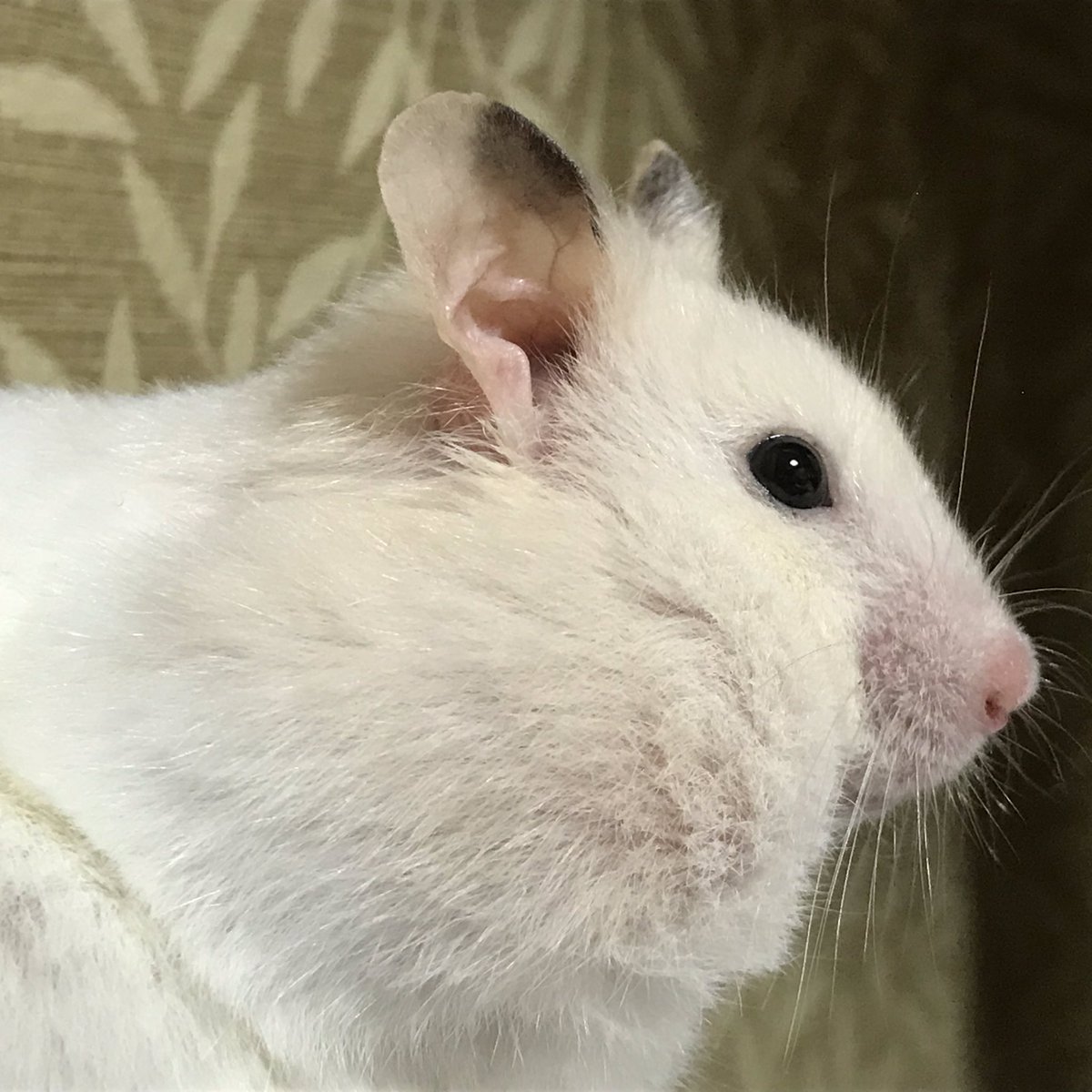 이것은 무엇입니까?
이것은 고화질의 뚱뚱한 햄스터 옆모습 사진이다