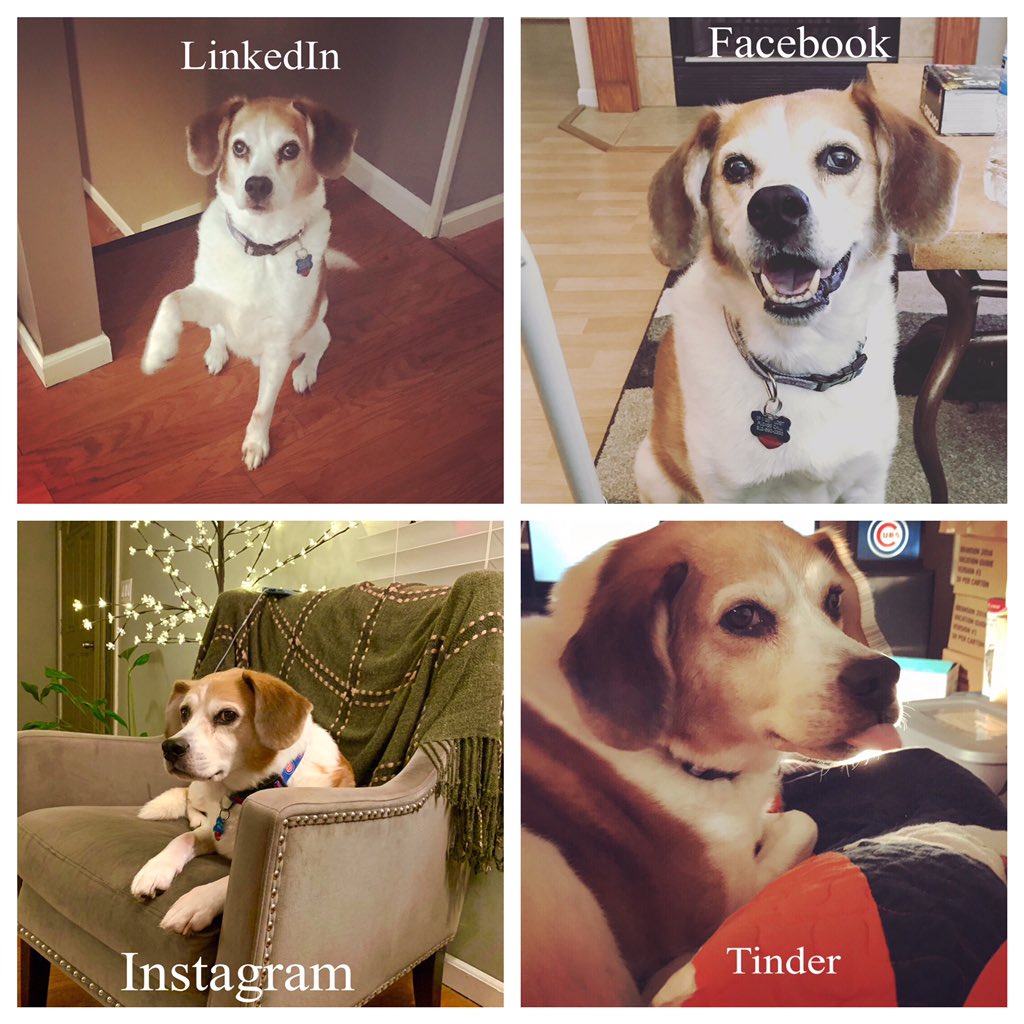 itstamrajane's tweet photo. How could I not do the #dollypartonchallenge #dollypartonismyhero #beagle https://t.co/mLvoEJ72Sq