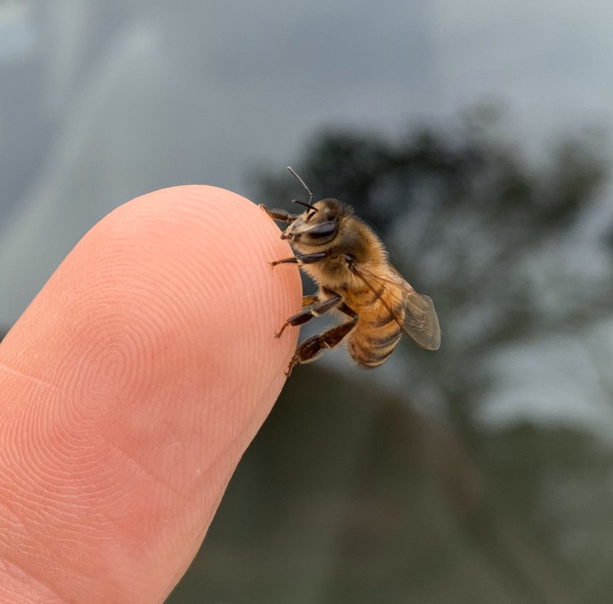 BJeswaldWRBL's tweet image. Today’s buzz: This #honeybee was on the driver side window and then crawled on the tip of my finger. Love ❤️ #nature and these species of pollinators...All buzz and no bite.  #notspringyet @cnickelWRBL @NicolePhilli @wrblnews3 @WRBLFirstAlert