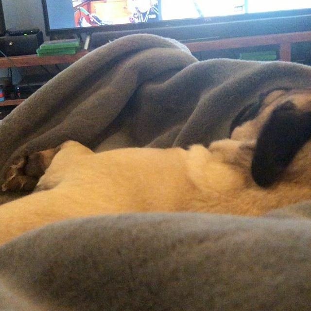 Big4Vlad's tweet photo. Y’all, this video doesn’t even do it justice. The Mean Bean, Lumpy Earth Princess, Peach, was snoring so loudly I had to turn up the volume on the TV. .
.
.
.

#peachthepug #pugs #pugsofinsta #pugsofinstagram #youlovecorn #мопс #мопсы #mops #ぱぐ #pagu https://t.co/NtXVRRh8xz https://t.co/OLjKhFe9cT