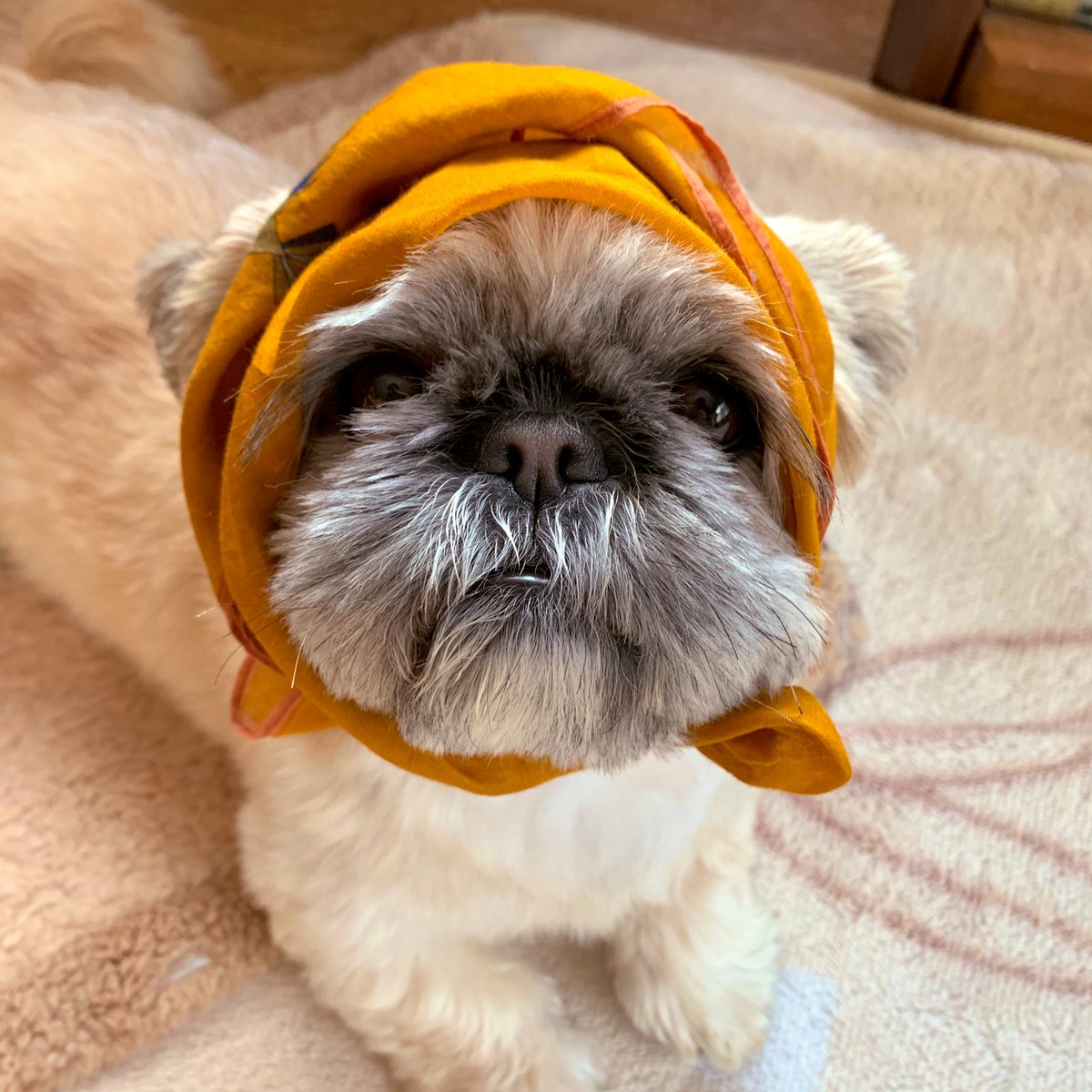 Gobi Gobi Gobigob Twitter