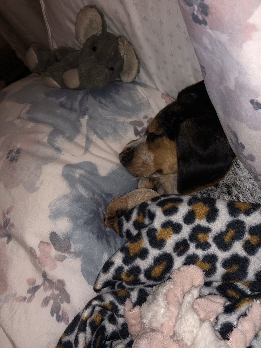 “You let your dog sleep in the bed with you”
My dog: