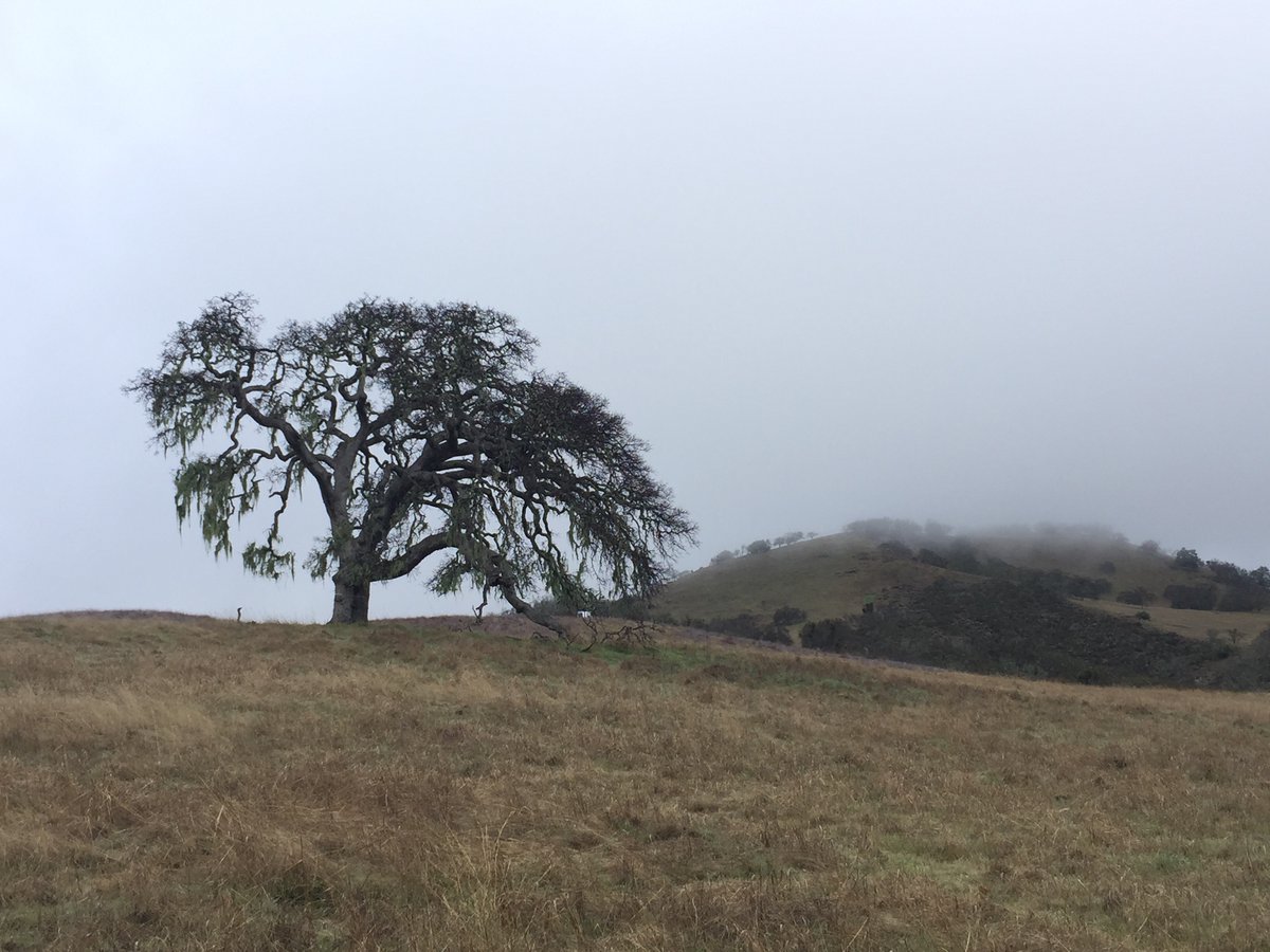 Texosporium's tweet photo. Really nice weekend at the CA lichen society annual meeting at the UC Hastings Reserve. Beautiful season to be out in the oaks. I love how lichenologists gather round a rock with such reverence when it has cool stuff on it. #calichens #lichenjanuary #wearealllichens https://t.co/x2tqyjo6NB