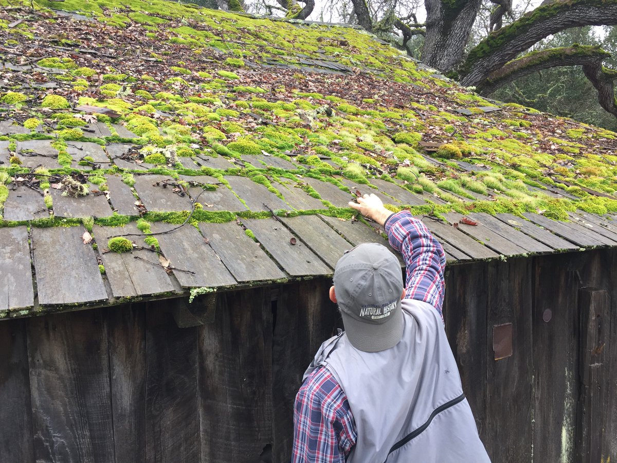 Texosporium's tweet photo. Really nice weekend at the CA lichen society annual meeting at the UC Hastings Reserve. Beautiful season to be out in the oaks. I love how lichenologists gather round a rock with such reverence when it has cool stuff on it. #calichens #lichenjanuary #wearealllichens https://t.co/x2tqyjo6NB