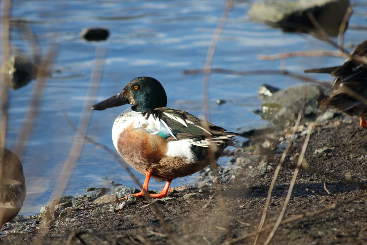 A Northern Shoveler duck stands on the shortline.  The side picture shows the large bill typical of the species.