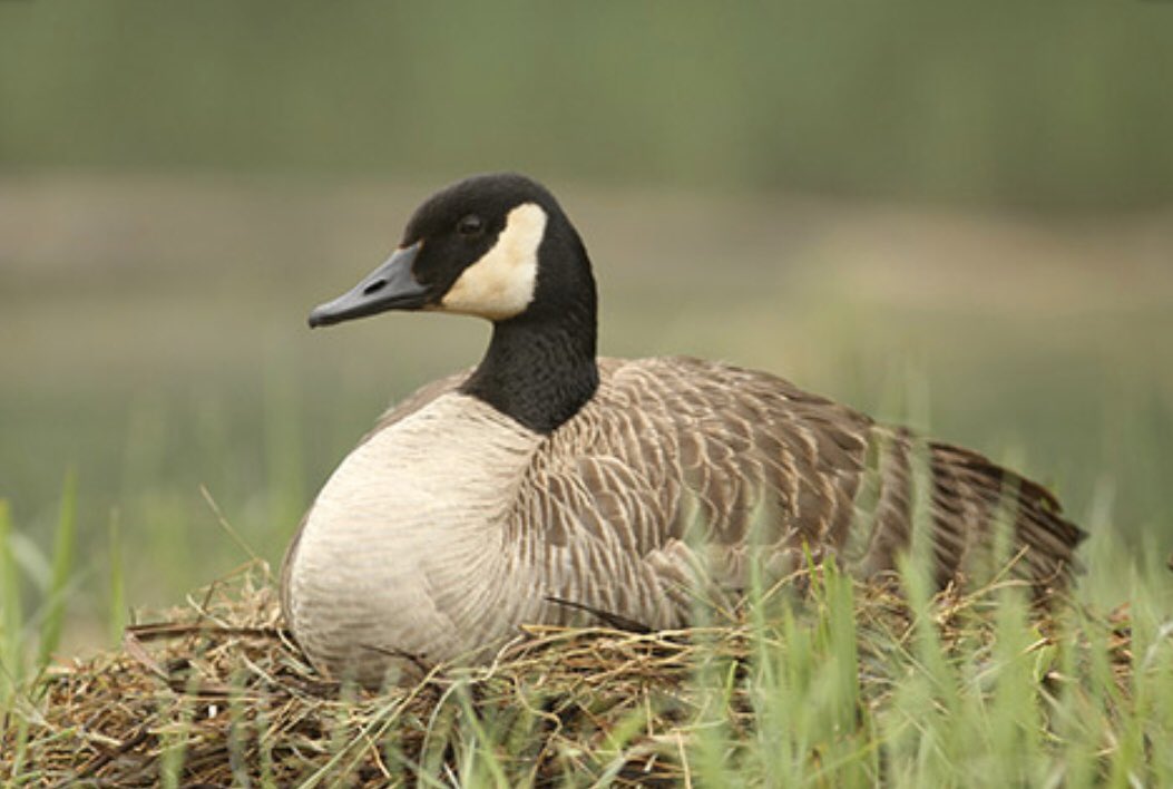 illiteratelion's tweet image. Goose                            Goose