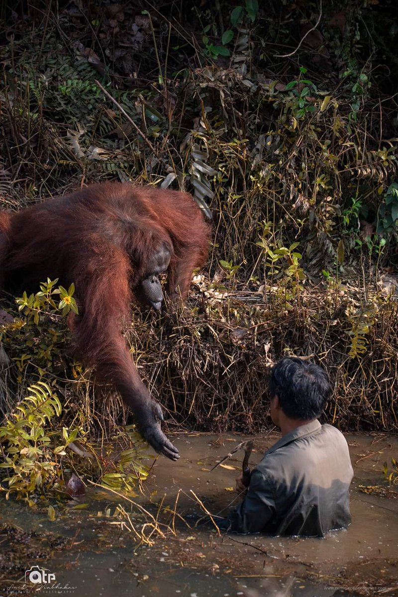 HoldenKlasik's tweet photo. Let me help you? : Once Humanity is dying in Mankind, sometime animals are guiding us back to our basics.
*Place : Balikpapan, Borneo in Indonesia https://t.co/2pxlQnXjv8